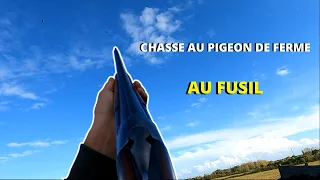 CHASSE au PIGEON de FERME au FUSIL