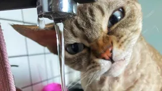 Funny Animals Videos 😂 - Funniest Cats and Dogs 😸🐶 229