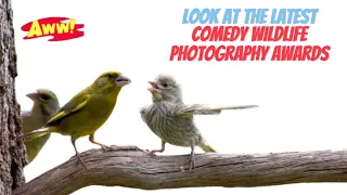 The Funniest Wild Animals In Photos: 24 Finalists Of Comedy Wildlife Photography Awards