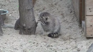 Котята манулов вышли погулять. 23.06.2023