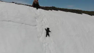 Спасение медвежонка на скальном обрыве.  Bear cub and drone. Full version of the original video