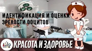 Идентификация и оценка зрелости ооцитов