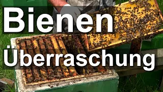 Der Irrsinn beginnt: Bienen Schwarmkontrolle - Dunkle Biene in Frankenbeute und Segeberger Beute