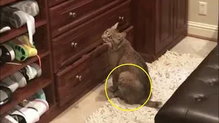 Домохозяйка приютила странную кошку, а наутро узнала горькую правду о питомце