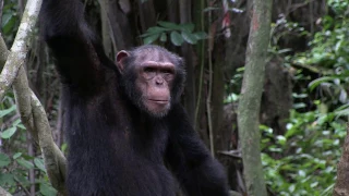 Stories From Tchimpounga Chimpanzee Sanctuary: Kauka