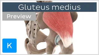 Functions of the gluteus medius muscle (preview) - 3D Human Anatomy | Kenhub