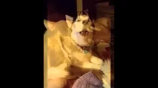 Wookie the Husky sings baritone to Puppy Love aided by backing pack of dog singers