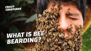 Why Is This Man Covered in Bees?