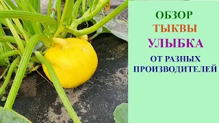 ТЫКВА "УЛЫБКА" ОТ РАЗНЫХ АГРОФИРМ. ОЖИДАНИЕ И РЕАЛЬНОСТЬ.