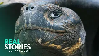 Las Migraciones Épicas De Las Tortugas Gigantes | Galápagos Salvaje | Real Stories En Español