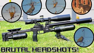 Brutal Headshots! | FX Panthera | Review | 21gr H&N Barracuda | Airgun Pest Control #viral