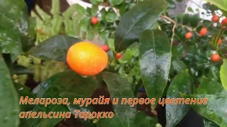 Мелароза,мурайя, Апельсин Тарокко, клементин Орогрос- цветение 2 марта 2020г