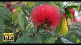 8K ULTRA HD / 8K TV – Amazing nature | Flower Blooming Time Lapse | Beautiful Flowers | Pretty Video