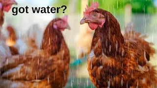 Can Chickens Get Wet and Do They Like the Rain?