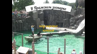 Шоу морских котиков