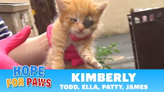 Family of kittens almost thrown into the trash - we got there just in time! #kitten