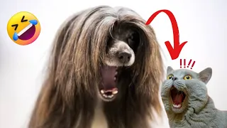 funny cat compilation - funny cat/funny dog videos - afv funniest animals #44 #viral #tiktok #dog