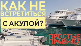 Акулы в Египте. Море. Погода. #хургада #египет #акулы