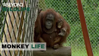 S8E13 | Make Way For The Orphaned Baby Who’s On His Way From Hungary | Monkey Life | Beyond Wildlife