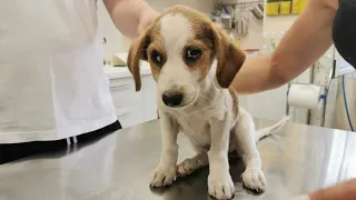 Abandoned sick puppy rescued just in time