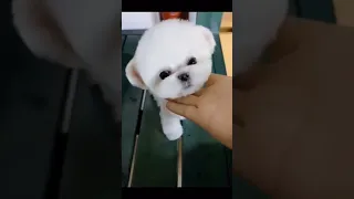 Милый и забавный ЧУДО шпиц тик ток/Chó Phốc Sóc Mini /Cute puppies Funny TikTok SHORT#8