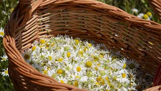 Daily life of a country house. Chamomile and St. John's wort. Collection of medicinal herbs for tea