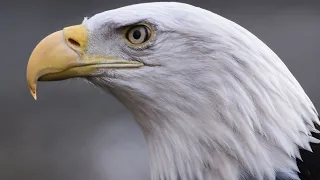 Adler zieht fette Beute an Land – Augenzeugen staunen über den Fang