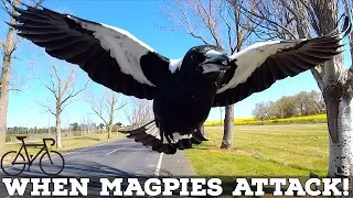 When Magpies Attack! SIX TIPS to Avoid Swooping Magpies
