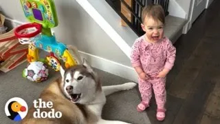 7 Signs That Your Child Is Being Raised By Huskies | The Dodo