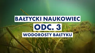 WODOROSTY BAŁTYKU || Bałtycki Naukowiec, odc. 3.