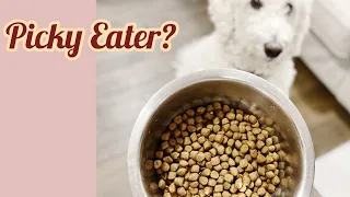 How To Get A Picky Dog To Eat Kibbles? I Did It In 4 Days!