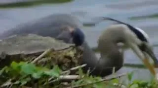 Great Blue Heron Eating A Fish! (HD)