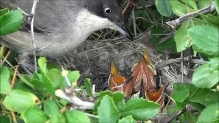 Curruca mirlona (Curruca hortensis) Western Orphean Warbler +