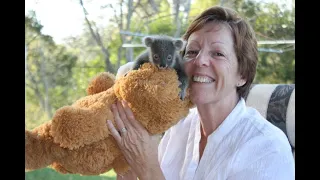 A Day in the Life of a koala carer