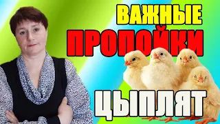 ВАЖНЫЕ ПРОПОЙКИ цыплят с первых дней жизни.