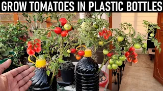 Easy Way To Grow Tomato Plant in Plastic Bottles | Growing Tomatoes from Seed