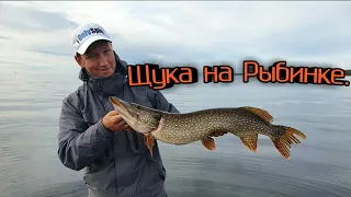 Рыбалка на Рыбинском водохранилище с лодки. Ловля щуки на джиг в сентябре. Осень на Рыбинке.