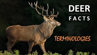 Deer Facts 🦌 | Terminologies | Deer | Stag | Buck | Hart