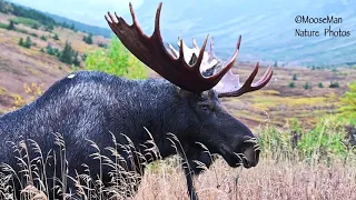 Bull Comes Up Close, Digs Rut Pit, But Has No Takers | MooseMan Video Photography Calendar