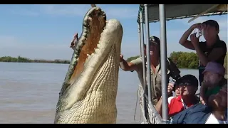 12 Crocodile Encounters You Should Avoid Watching