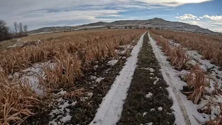 Pheasant Hunt- 2 man limit with 28 gauges