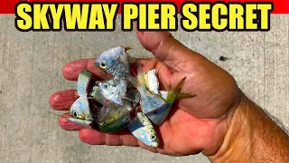 Great Fishing At The Skyway Pier