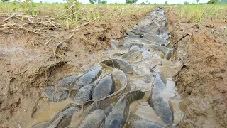 unbelievable fishing! a fisherman skill catch a lot of fish in the waterway at field catch by hand