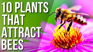 10 Plants To Attract Bees | Plants That Attract Bees To Your Gardens