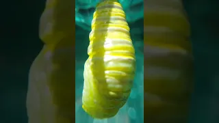 Mariposa Monarca: transformación de oruga a crisálida.