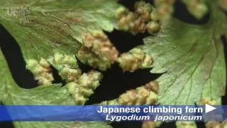 Japanese climbing fern (Lygodium japonicum)