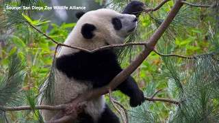 Business Report: Giant pandas are returning to San Diego and a major credit card merger