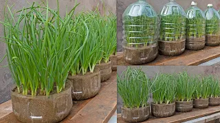 growing onions in a greenhouse from recycled plastic bottles | Planted in sand, Leaves grow too fast