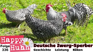 Seltene Hühnerrasse: Deutsche Zwerg-Sperber im Portrait von Küken, Eier bis Zucht - HAPPY HUHN E336