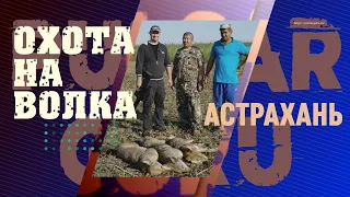 Волки сожрали 30 телят. Астраханская охота на волка, самые дальние выстрелы, попадание в кадре.